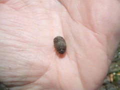 Sphaeroma quoianum