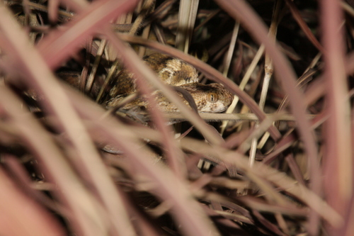 Roman's Saw-scaled Viper, Echis leucogaster