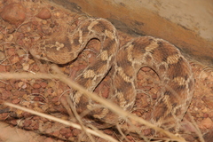 Echis leucogaster
