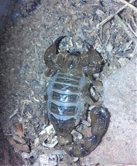 Bothriurus burmeisteri