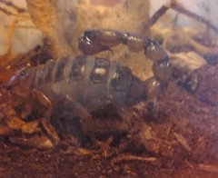 Bothriurus burmeisteri