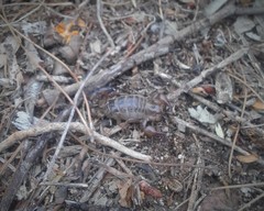 Bothriurus burmeisteri