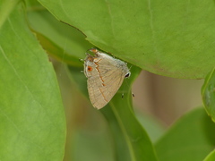 Electrostrymon endymion