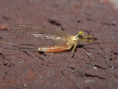 Stenacron interpunctatum