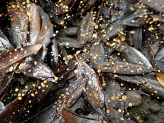 Cryptomarasmius corbariensis