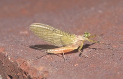 Stenacron interpunctatum
