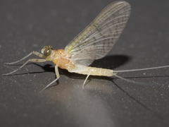 Maccaffertium terminatum terminatum