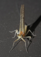 Maccaffertium terminatum terminatum