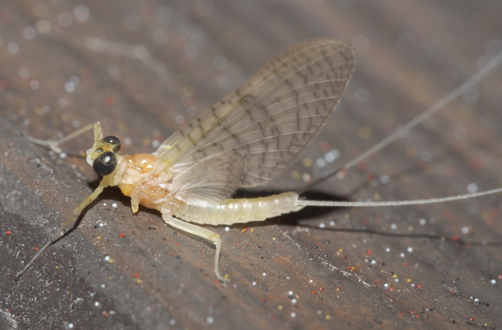 Maccaffertium terminatum