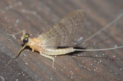 Maccaffertium terminatum