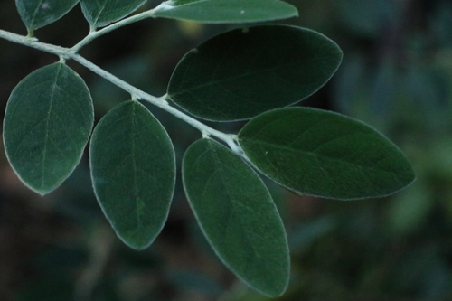 Daphne championii (Daphne championii)