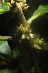 Amischotolype hispida, photograph author not stated, no rights reserved