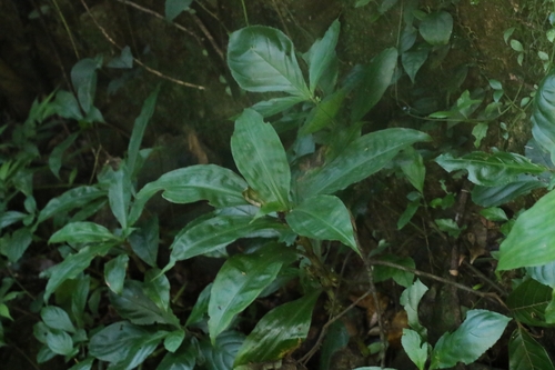 Amischotolype hispida, photograph 4