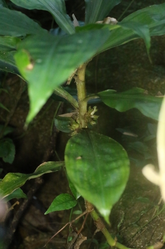 Amischotolype hispida, photograph 5