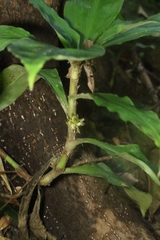 Amischotolype hispida
