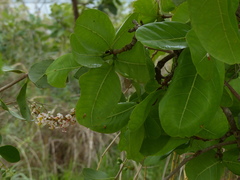 Electrostrymon endymion