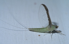Callibaetis floridanus