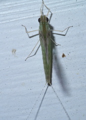 Callibaetis floridanus