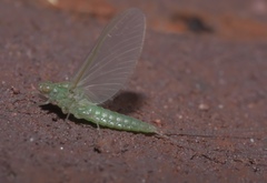 Callibaetis floridanus