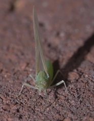 Callibaetis floridanus