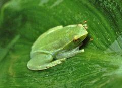 Sphaenorhynchus lacteus