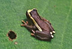 Dendropsophus bifurcus