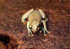 Hyloscirtus lindae