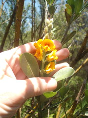 Callistachys lanceolata