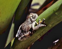 Dendropsophus marmoratus