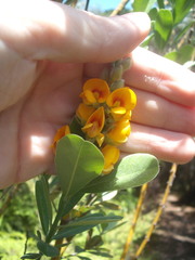 Callistachys lanceolata