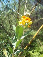 Callistachys lanceolata