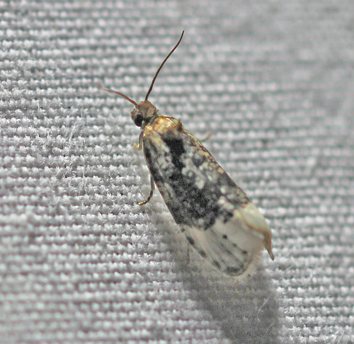 Off-white Hedya Moth photo 5