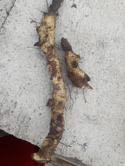 Niphidium albopunctatissimum