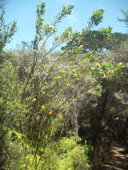 Callistachys lanceolata