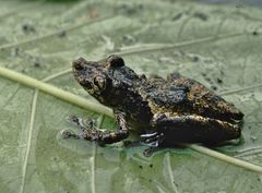 Scinax sugillatus
