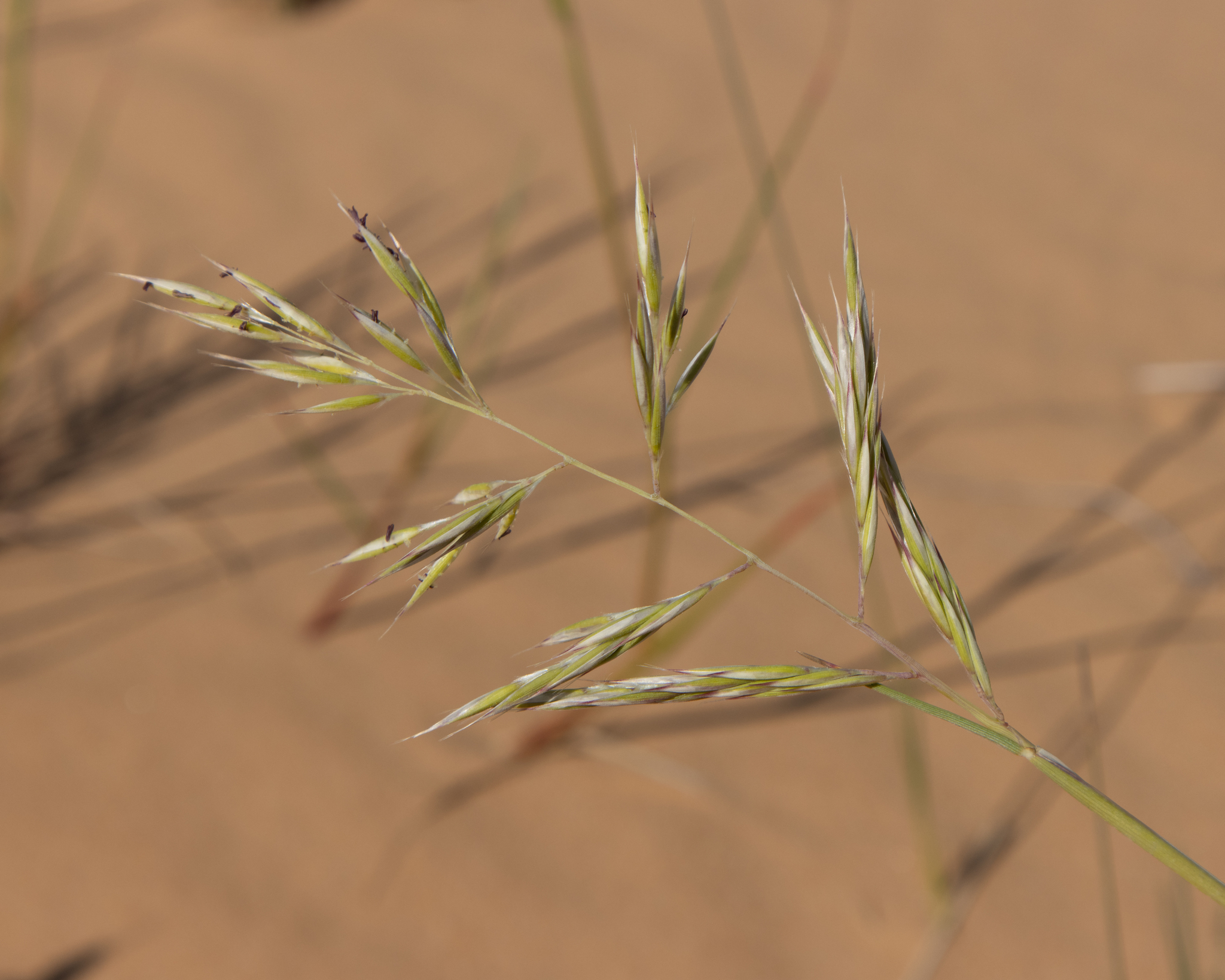 Chaetobromus involucratus ssp. dregeanus