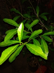 Citharexylum montevidense