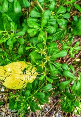 Sedum oxypetalum