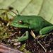 Gastrotheca orophylax - Photo (c) Felipe Campos, some rights reserved (CC BY-NC), uploaded by Felipe Campos