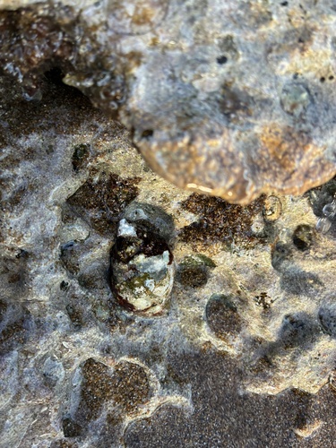 Stramonita haemastoma