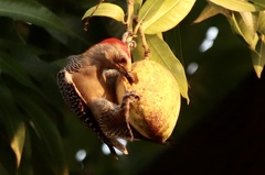 Melanerpes aurifrons