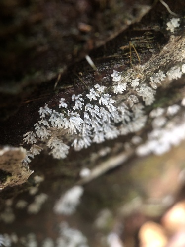 Common Coral Slime