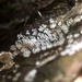 Common Coral Slime