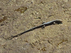 Emoia atrocostata