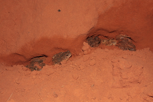 African Common Toad, Sclerophrys regularis