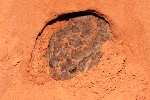 Egyptian Toad