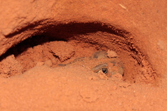 Sclerophrys regularis