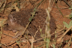 Atelerix albiventris