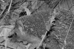 Atelerix albiventris