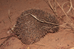 Atelerix albiventris